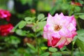 Pink Rose flower with raindrops