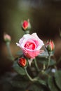 Pink rose flower in roses garden. Water droplets on the petals in the morning. Royalty Free Stock Photo