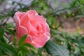 A pink rose flower