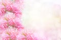 Pink rose flower on soft bokeh vintage background for valentine