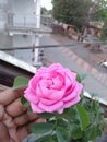 Pink rose flower in terce garden