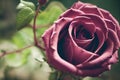 Pink rose flower with unopened buttons and fresh green leaves.