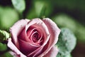 Pink rose flower with unopened buttons and fresh green leaves.