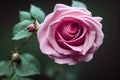 Pink rose flower with unopened buttons and fresh green leaves.