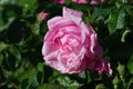 Pink rose flower with water drops closeup selective focus Royalty Free Stock Photo