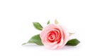 Pink Rose Flower
