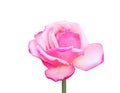 Pink rose flower with white edge blooming isolated on white background with clipping path Royalty Free Stock Photo