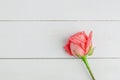 Pink rose flower on white wooden background Royalty Free Stock Photo