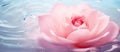 Pink rose, a flowering plant from the rose family, gracefully floating in water Royalty Free Stock Photo