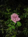 Pink rose flowering plant growing in garden, nature photography, natural gardening background, greenery wallpaper Royalty Free Stock Photo