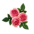 Pink rose flowers arrangement Royalty Free Stock Photo