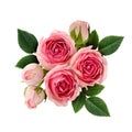 Pink rose flowers arrangement Royalty Free Stock Photo