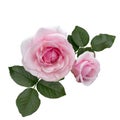Pink rose flowers arrangement isolated on white Royalty Free Stock Photo