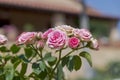 pink rose flowers on back yard