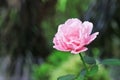 Pink rose flowers  blooming in garden close up background Royalty Free Stock Photo