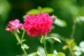 Pink Rose Flowers Blooming Royalty Free Stock Photo