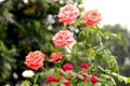 Pink Rose flowers Blooming Royalty Free Stock Photo