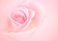 Pink Rose flowers with blurred sofe pastel color background for love wedding and valentines day