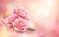 Pink Rose flowers on bokeh light glitter background for love wedding and valentines day with copy space Royalty Free Stock Photo