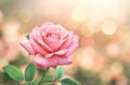 Pink Rose flowers on bokeh light glitter background for love wedding and valentines day with copy space Royalty Free Stock Photo