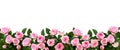 Pink rose flowers in a border arrangement Royalty Free Stock Photo