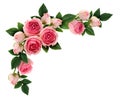 Pink rose flowers and buds corner arrangement Royalty Free Stock Photo