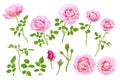 Pink rose flowers, buds, leaves and branches set. Transparent png additional format Royalty Free Stock Photo