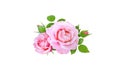 Pink rose flowers, buds and leaves bunch. Transparent png additional format