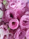 Pink rose flowers in a bunch