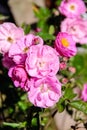 Pink rose flowers bush blooming with sunshine in garden top view background Royalty Free Stock Photo