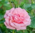 Pink rose flowers, close up green background Royalty Free Stock Photo