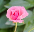 Pink rose flowers, close up green background Royalty Free Stock Photo