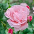 Pink rose flowers, close up green background Royalty Free Stock Photo