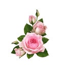 Pink rose flowers in a corner floral arrangement isolated on white Royalty Free Stock Photo