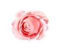 Pink rose flowers fresh sweet petal patterns head isolated on white background top view , clipping path Royalty Free Stock Photo