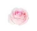 Pink rose flowers fresh sweet petal patterns isolated on white background , clipping path Royalty Free Stock Photo