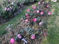 Pink Rose flowers in friendship park Royalty Free Stock Photo