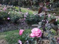Pink Rose flowers in friendship park Royalty Free Stock Photo