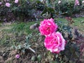 Pink Rose flowers in friendship park Royalty Free Stock Photo
