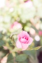 pink rose flowers in the garden vintage style romantic blossom Royalty Free Stock Photo