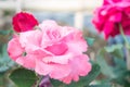 Pink rose flowers in the garden vintage style romantic blossom Royalty Free Stock Photo