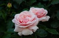 Pink Rose flowers with green leaves on a blurry dark background. Beautiful blooming of a pink roses in a garden Royalty Free Stock Photo