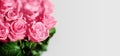 Pink rose flowers green leaves white background isolated closeup beautiful red floral bouquet soft focus blank light gray backdrop Royalty Free Stock Photo