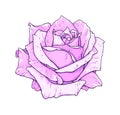 Pink rose flowers isolated on white background. Vector handwork illustration. Drawing of blooming rose