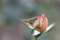 Pink Rose Flowers And Locusts Background. Rose image as design background. Yellow Rose, Blue Rose and Black Rose.