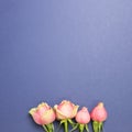 Pink rose flowers on purple background Royalty Free Stock Photo