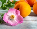 Pink rose flowers and ripe apricots on a blue wooden background with a green flowering branch Royalty Free Stock Photo