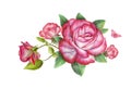 Pink rose flowers set close up isolated on white background. Royalty Free Stock Photo