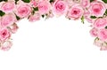 Pink rose flowers in a top border arrangement isolated on white Royalty Free Stock Photo