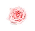 Pink rose flowers with water drops isolated on white background top view Royalty Free Stock Photo